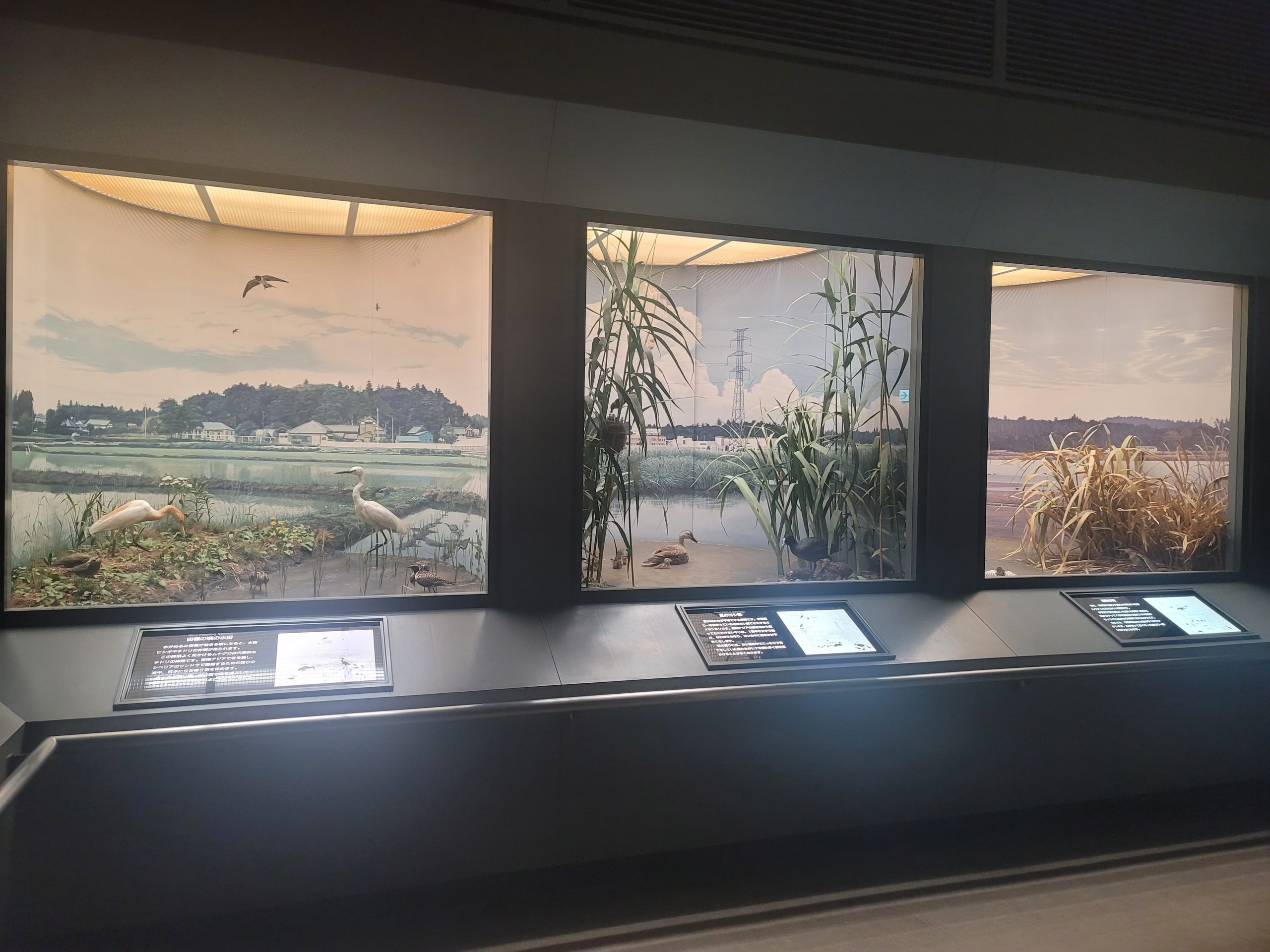 鳥の博物館展示室LEDの画像